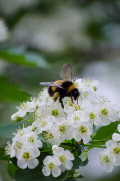 Bumblebee on flowers