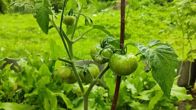 Green tomatoes in the garden after the rain