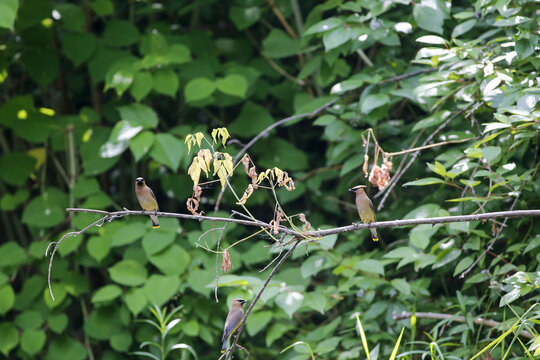 Jaseur d'Am&eacute;rique sur une branche, Qu&eacute;bec, Canada