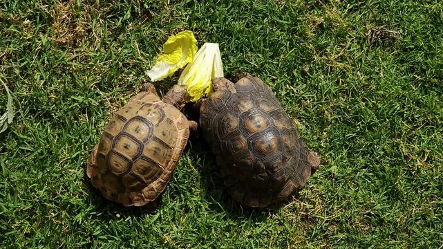 Close-up footage of tortoises feeding on fresh lettuce leaves while resting on a green lawn in bright sunlight. The reptiles slowly chew the leafy greens, showcasing natural feeding behavior and calm