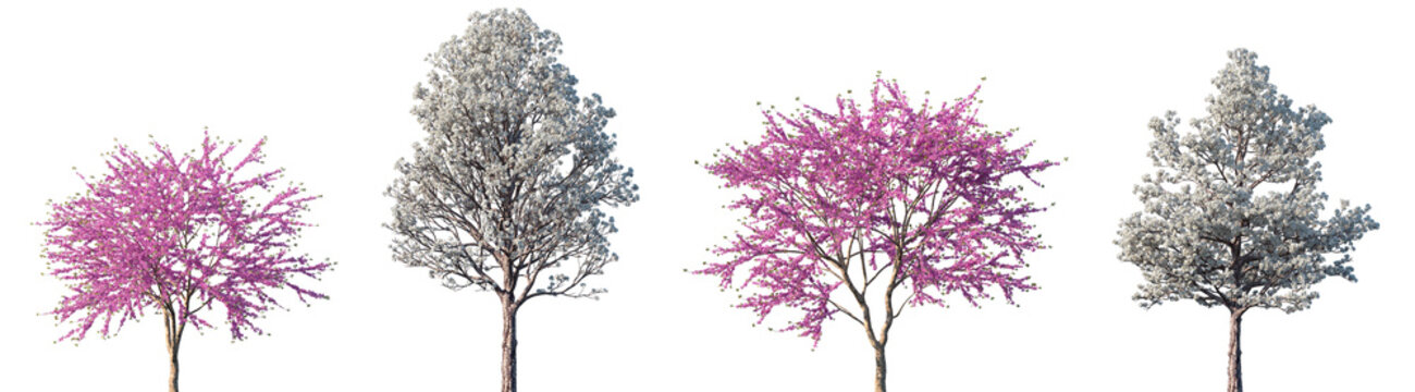 Set of Cercis chinensis and  Tabebuia roseoalba blossoming frontal set street spring trees isolated png on a transparent background perfectly cutout