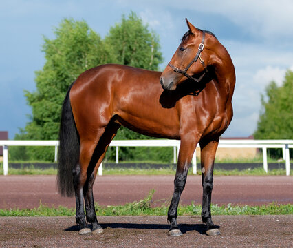 Horse. A thoroughbred horse of the Oryol Trotter breed. Harness racing. Trotting horse race. Side view. In full growth
