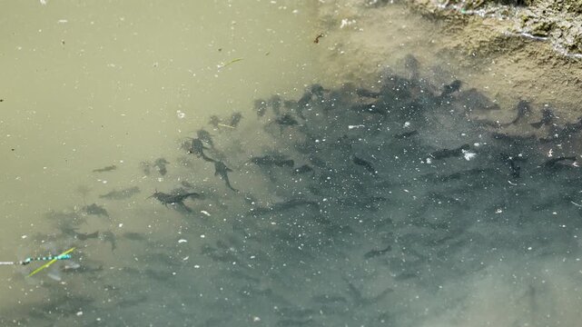 School of Bullhead catfish swimming together in the shallows of Utah lake in slow motion.