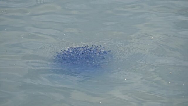 School of catfish fry swimming in the Provo River Delta during the summer.