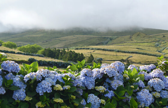 Hydrangea bushes with blue flowers, set against a rolling green landscape with stone walls, pastures, and low-hanging clouds, Corvo Island, Azores