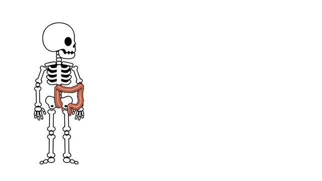 Animation of the anatomy of the large intestine in humans