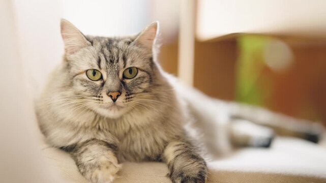 Adorable long haired silver tabby cat lying on a chair. The purebred siberian kitten is relaxing and looking with its green eyes