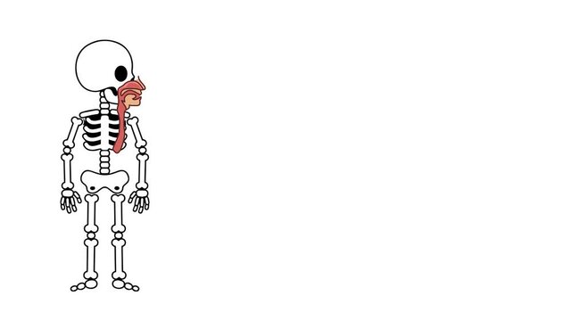 Animation of the anatomy of the esophagus organ in humans