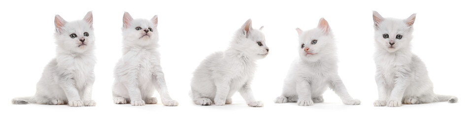 Fototapeta premium Cute Maine Coon kittens on white background, set of photos