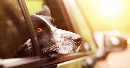 Naklejka premium Cute dog in car on sunny day. Do not leave pets in vehicle during hot weather
