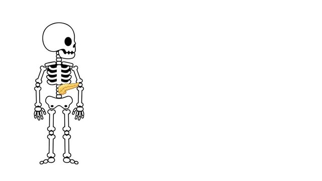Anatomical animation of the human pancreas organ