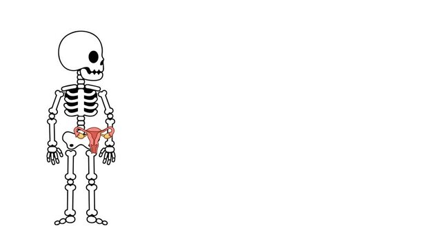 Anatomical animation of the human ovary organ