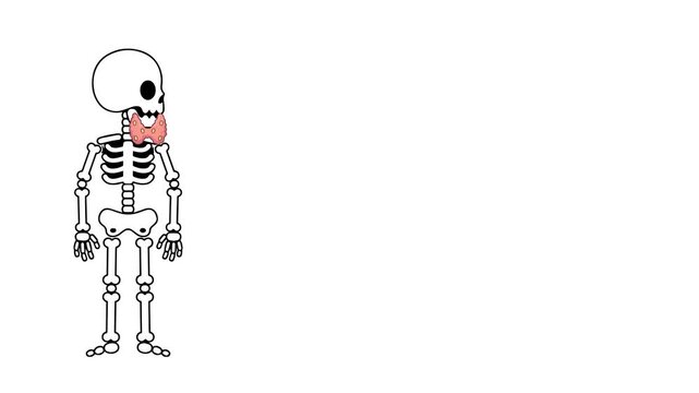 Animation of the anatomy of the thyroid gland in humans