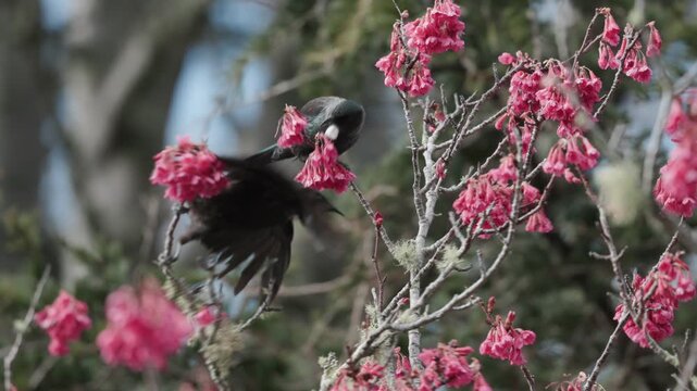 A native Tui bird feeding on vibrant pink blossoms of a cherry tree in Cornwall Park, Auckland, New Zealand, gathering nectar during the spring season.