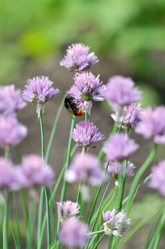 Bumblebee gathering nectar on purple chive flowers blooming in summer garden close up