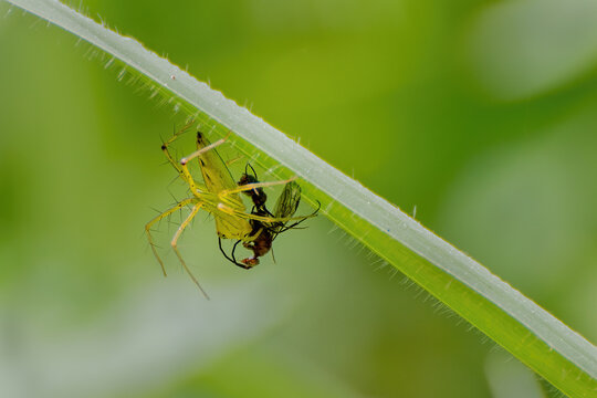 A close-up view of a lynx spider with a winged insect kill at Indian Botanic Garden, West Bengal, India