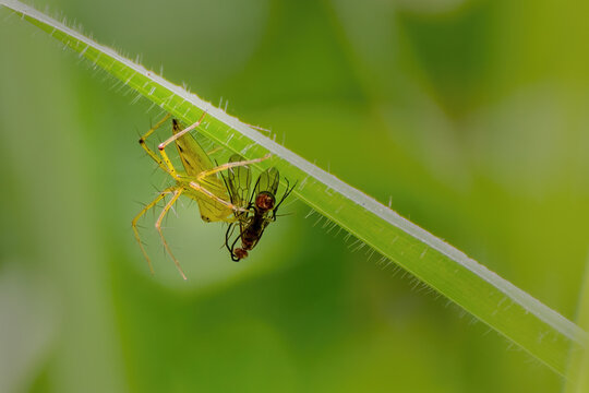 A close-up view of a lynx spider with a winged insect kill at Indian Botanic Garden, West Bengal, India
