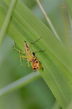 A close-up view of a striped lynx spider (Oxyopes salticus) with a big insect kill at Indian Botanic Garden, West Bengal, India