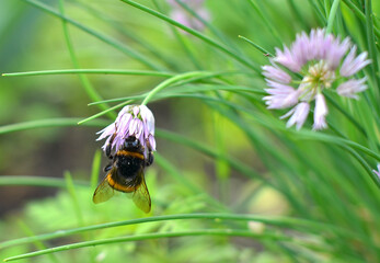 Bumblebee gathering nectar on purple chive flower in summer garden closeup © sergo321