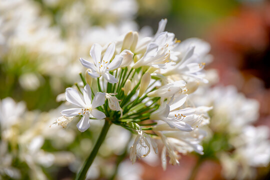 Selective focus of white flowers with green grass, Agapanthus africanus in garden with warm sunlight, The African lily is a flowering plant from the genus Agapanthus, Nature floral pattern background.