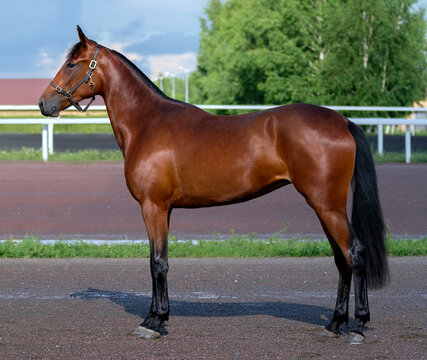 Horse. A thoroughbred horse of the Oryol Trotter breed. Harness racing. Trotting horse race. Side view. In full growth