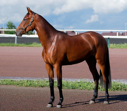 Horse. A thoroughbred horse of the Oryol Trotter breed. Harness racing. Trotting horse race. Side view. In full growth