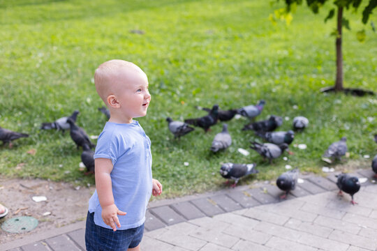 Little curious child walking among pigeons in a park. 
