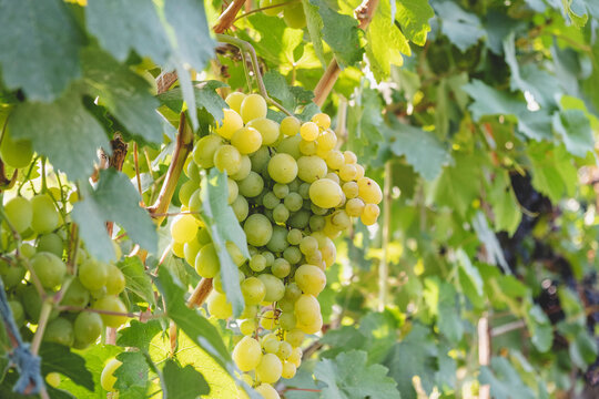 Ripening green grapes in the summer in the vineyard.
