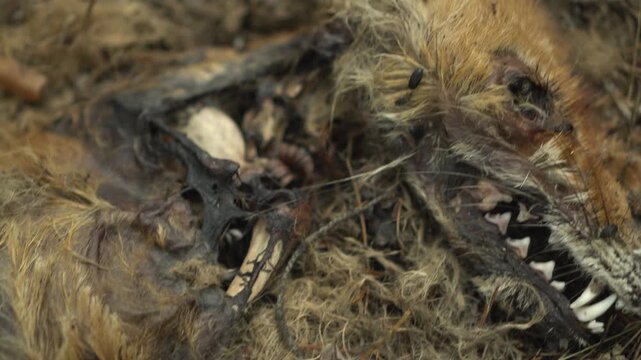 Close-Up of a Decomposing Dead Fox Skull with Crawling Insects in a Forest