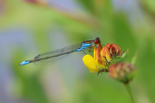 the male small red eyed damselfly (Erythromma viridulum)