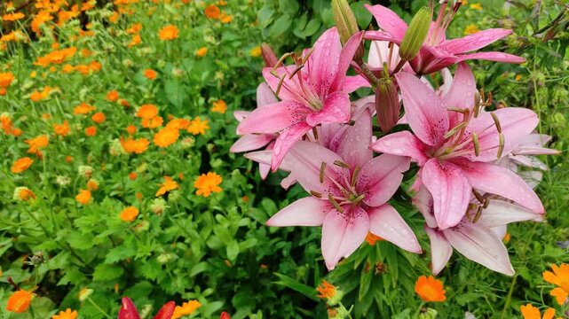 Pink lilies in the garden