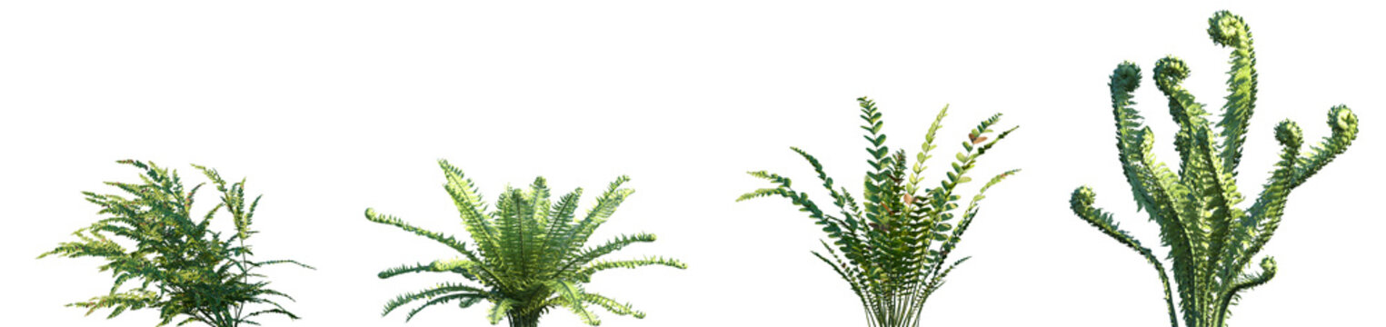 Set of Polystichum craspedosorum and Matteuccia struthiopteris frontal isolated png on a transparent background perfectly cutout high resolution