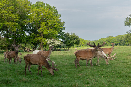 Rothirsch-Rudel grast auf einer Wiese im Wildgehege des Jagdschlosses Eremitage, D&auml;nemark