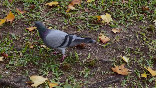 Follow shot of a common pigeon and an eared dove foraging on green grass with yellow fallen sweetgum leaves and burrs. Daylight. Concept of urban wildlife and autumn 