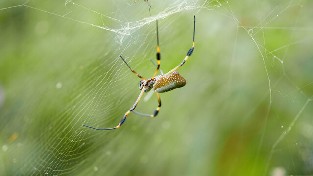 Golden silk orb weaver spider resting on its intricate web, demonstrating nature's detailed craftsmanship in Arenal Volcano National Park