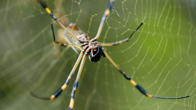 Golden silk orb weaver spider hanging on its intricate web, capturing insects in a vibrant green natural environment