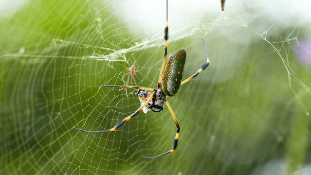 Golden silk orb weaver spider capturing prey on its intricate web, demonstrating hunting strategy in Arenal Volcano Natural Park habitat