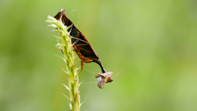 Leaf mantis camouflaged on a plant stalk, preying on a small grasshopper in its natural rainforest habitat