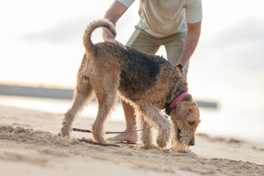 Airedale Terrier dog exploring sandy beach while owner crouches nearby, gentle waves and soft sunlight creating a serene coastal atmosphere. Airedale Terrier