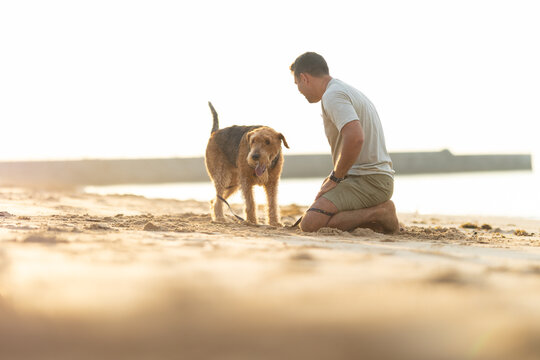 Man kneeling on sandy beach interacts with brown dog during sunset, calm water and distant pier visible in the background. Airedale Terrier