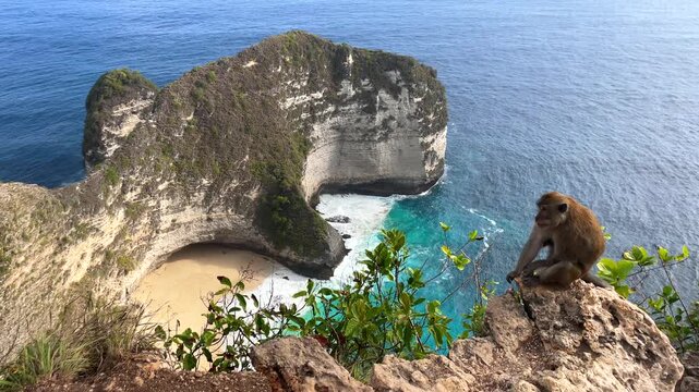 Wild monkey sitting on a rocky cliff overlooking Kelingking Beach and turquoise ocean on Nusa Penida, Bali, Indonesia. Tropical nature and famous travel destination in Southeast Asia.