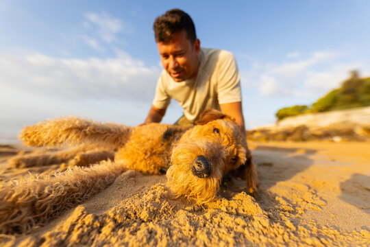 Man playing with a brown dog on sandy beach during sunset, with ocean waves and green vegetation visible in the background. Airedale Terrier