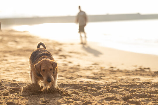 Dog digging in sand on beach with blurred figure of a person walking along the shoreline in the background during golden hour light. Airedale Terrier