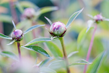 Peony flower buds with water drops after rain blooming in spring garden close up © sergo321
