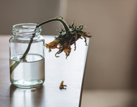 Flor marchita en un jarr&oacute;n