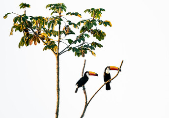 two toucand on a tree © Agata Carr