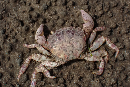 Small shore crab on muddy tidal flats of the German Wadden Sea during low tide. Close-up of a marine crustacean adapted to the intertidal ecosystem of the North Sea