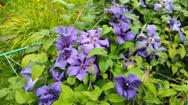 Purple clematis in the garden