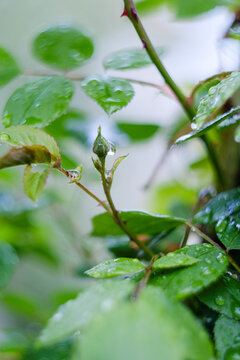 Bush of roses after spring rain.