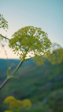 Wild fennel flowers in the Calabrian countryside